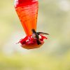 Colibri 001 40x50 CM