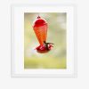 Colibri 001 40x50 CM - Imagen 2